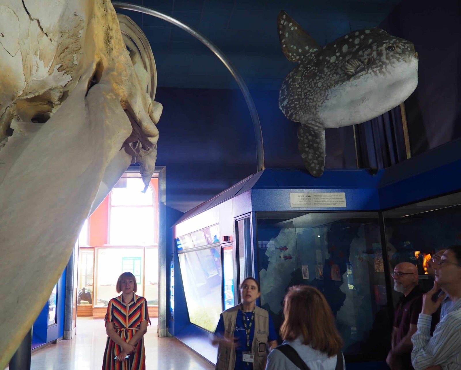 Una guida con tesserino illustra la sala dei cetacei a un gruppo di visitatori